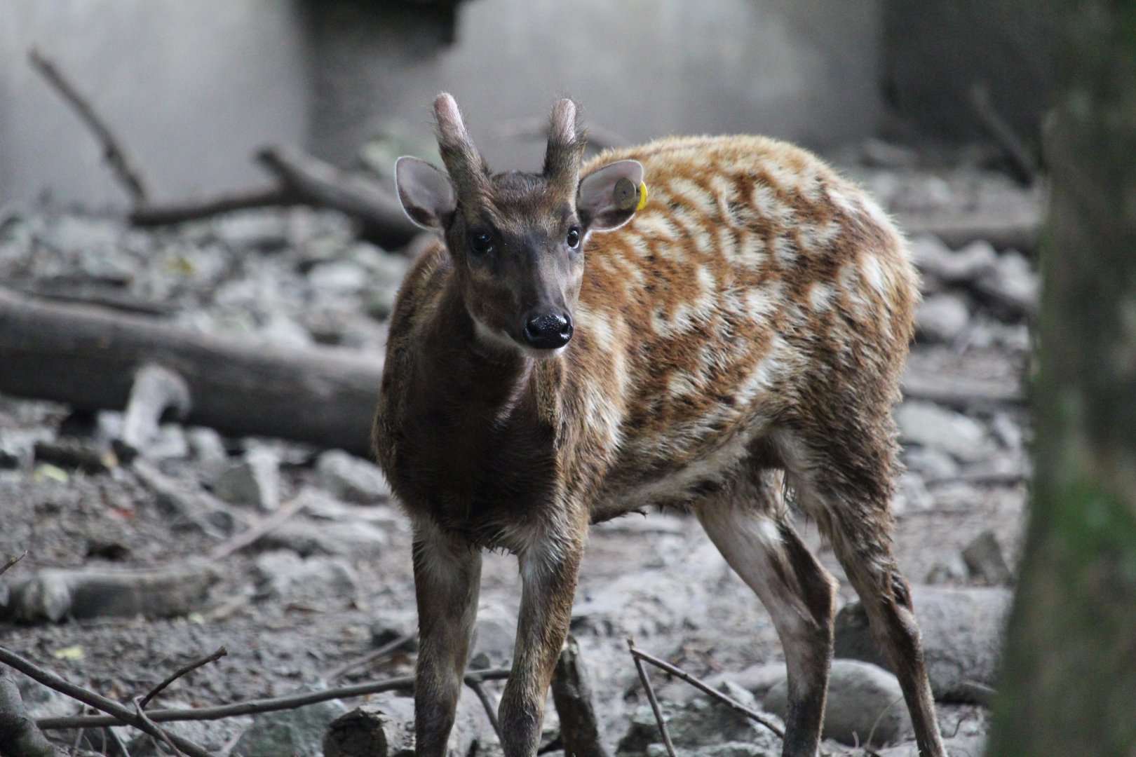 Visayan spotted stag (Rusa alfredi)