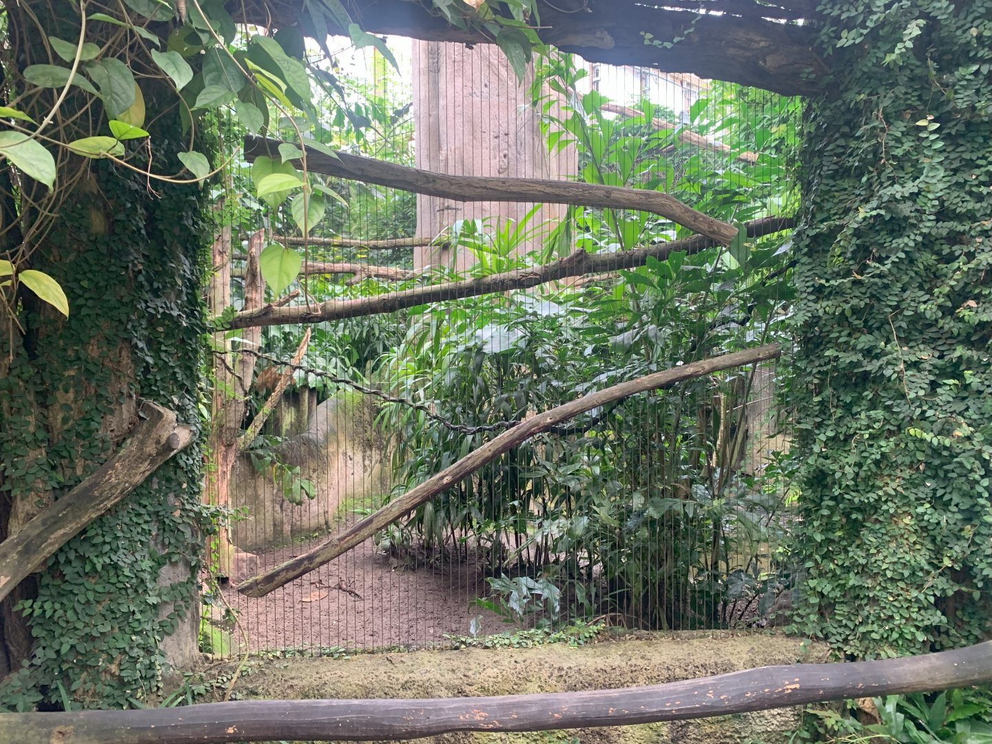 Visayan Tarctic Hornbill enclosure - Gondwanaland