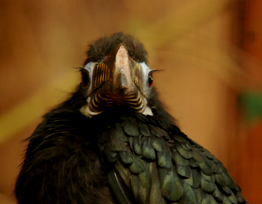 VISAYAN TARICITIC HORNBILL