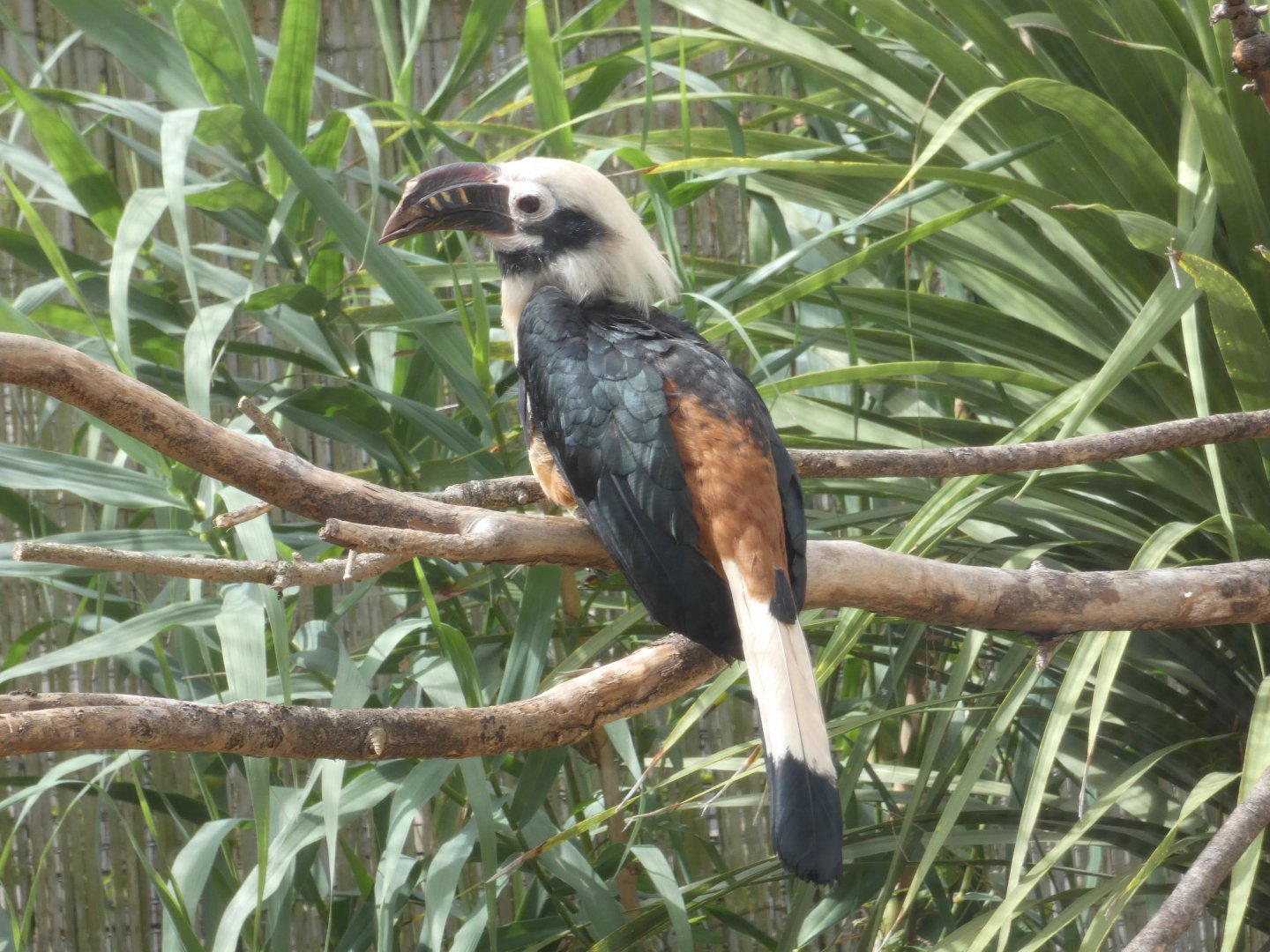 Visayan Tarictic Horbill