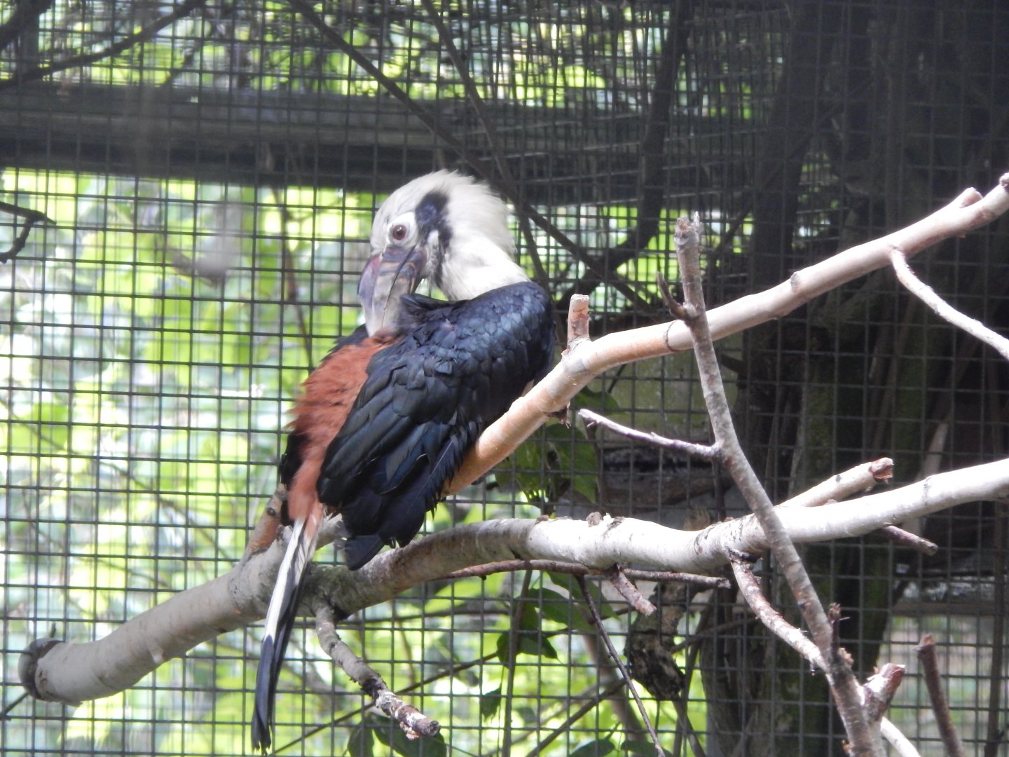 Visayan tarictic hornbill 190622