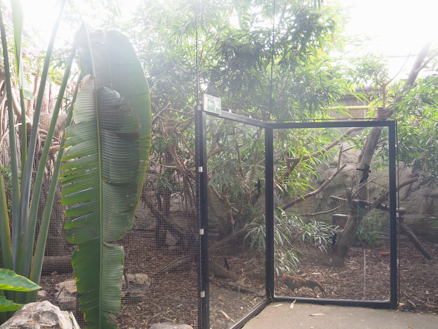 Visayan Tarictic hornbill and Red junglefowl aviary, 2022-08-28