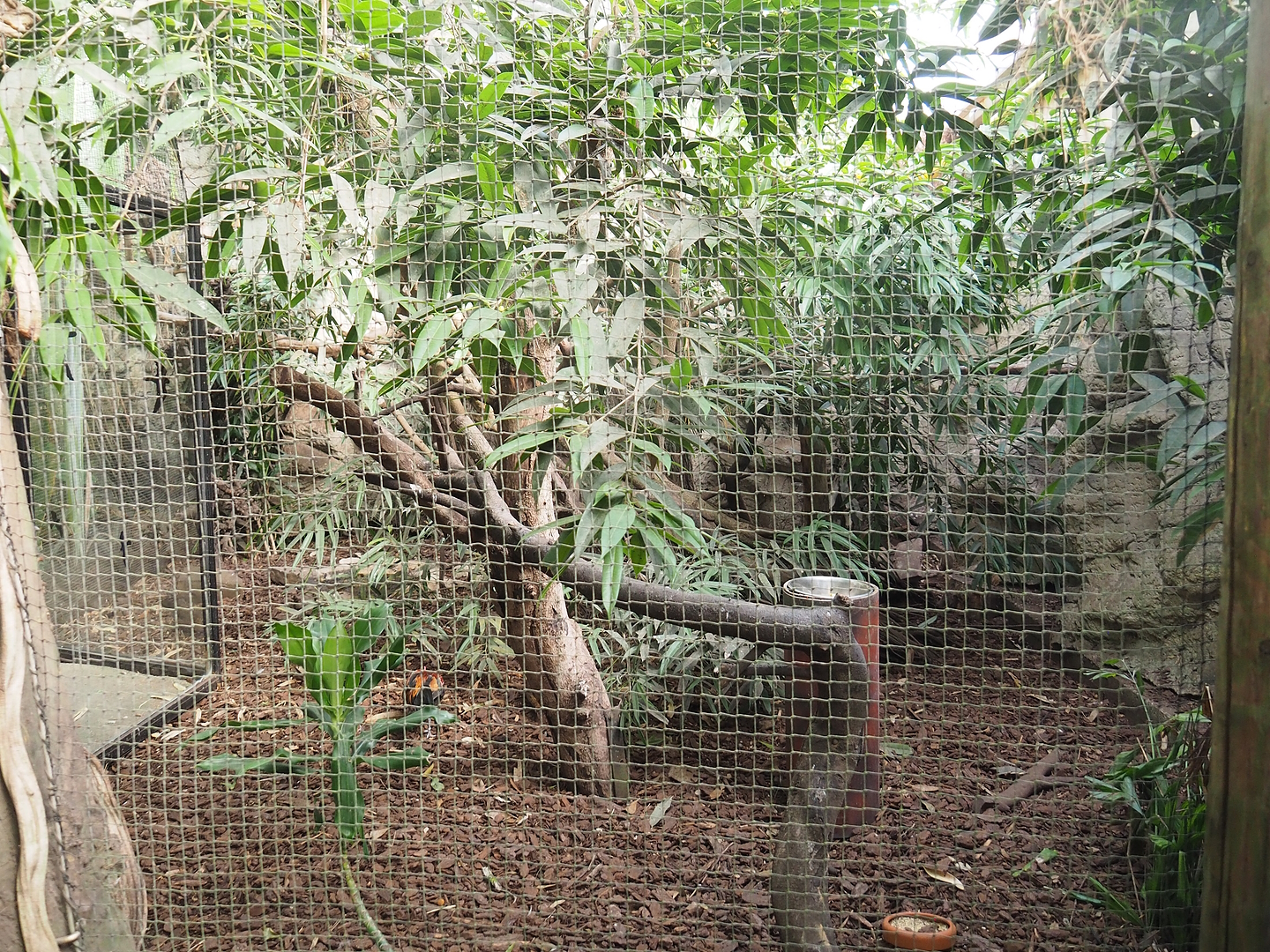 Visayan Tarictic hornbill and Red junglefowl aviary, 2022-08-28