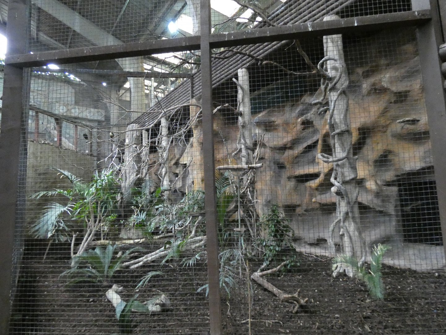 Visayan tarictic hornbill aviary