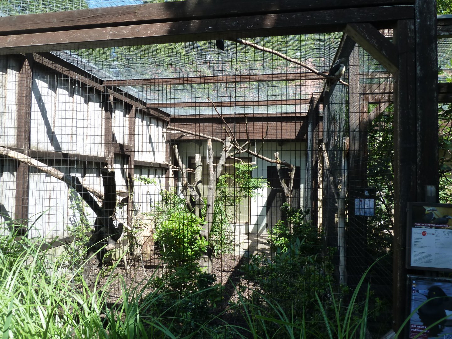 Visayan tarictic hornbill aviary