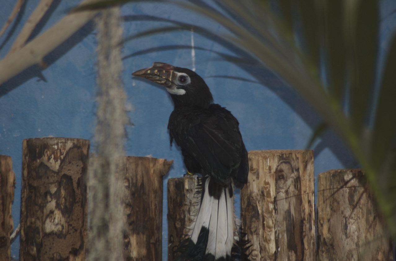 Visayan tarictic hornbill female