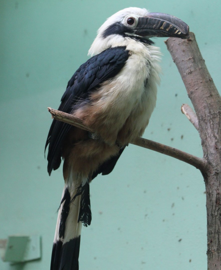 Visayan tarictic hornbill - male