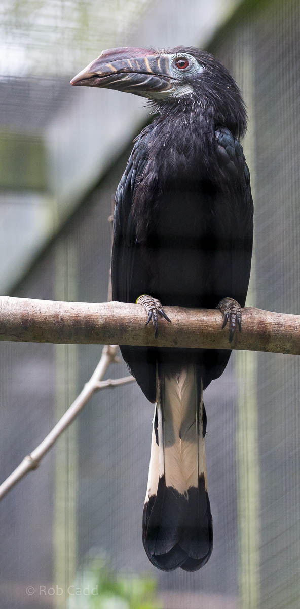 Visayan tarictic hornbill : Paignton : 23 Sep 2015