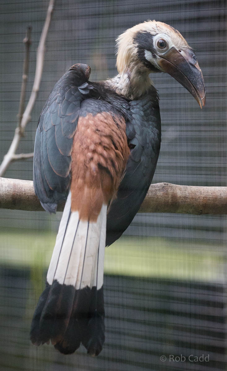 Visayan tarictic hornbill : Paignton : 23 Sep 2015