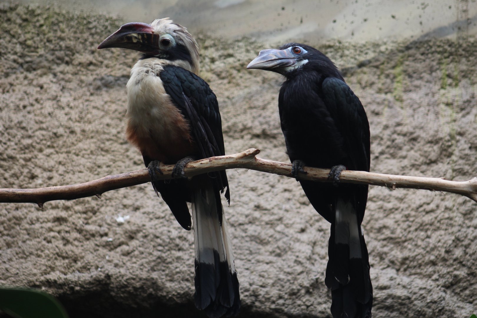 Visayan Tarictic Hornbill Pair