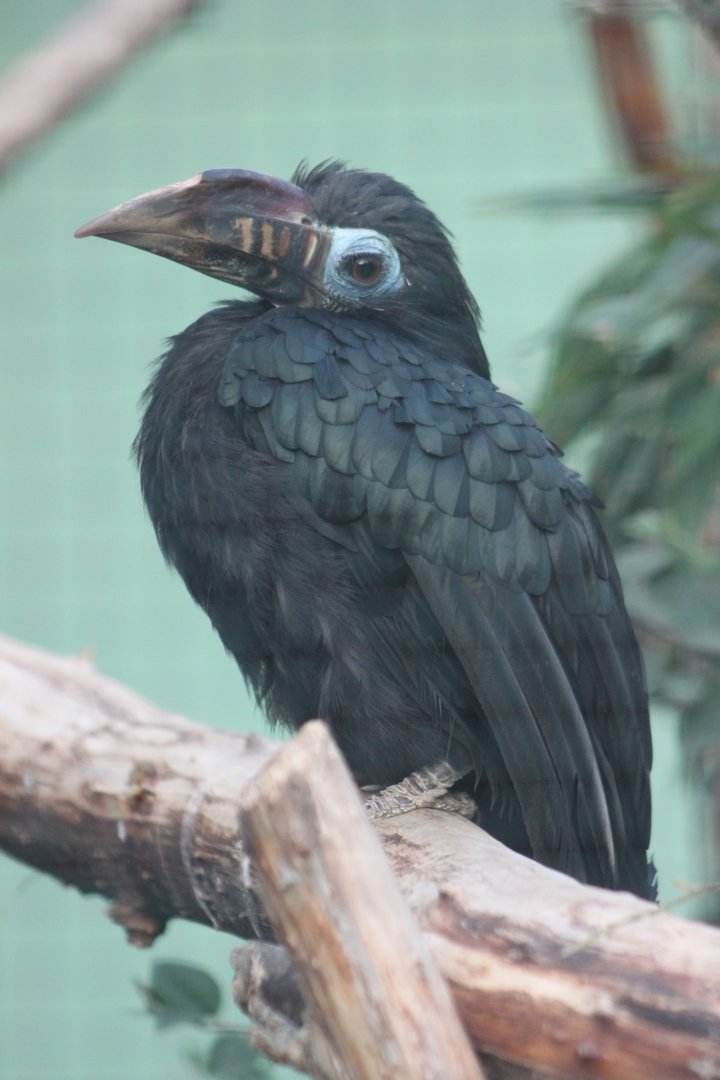 Visayan tarictic hornbill (Penelopides panini panini) - female