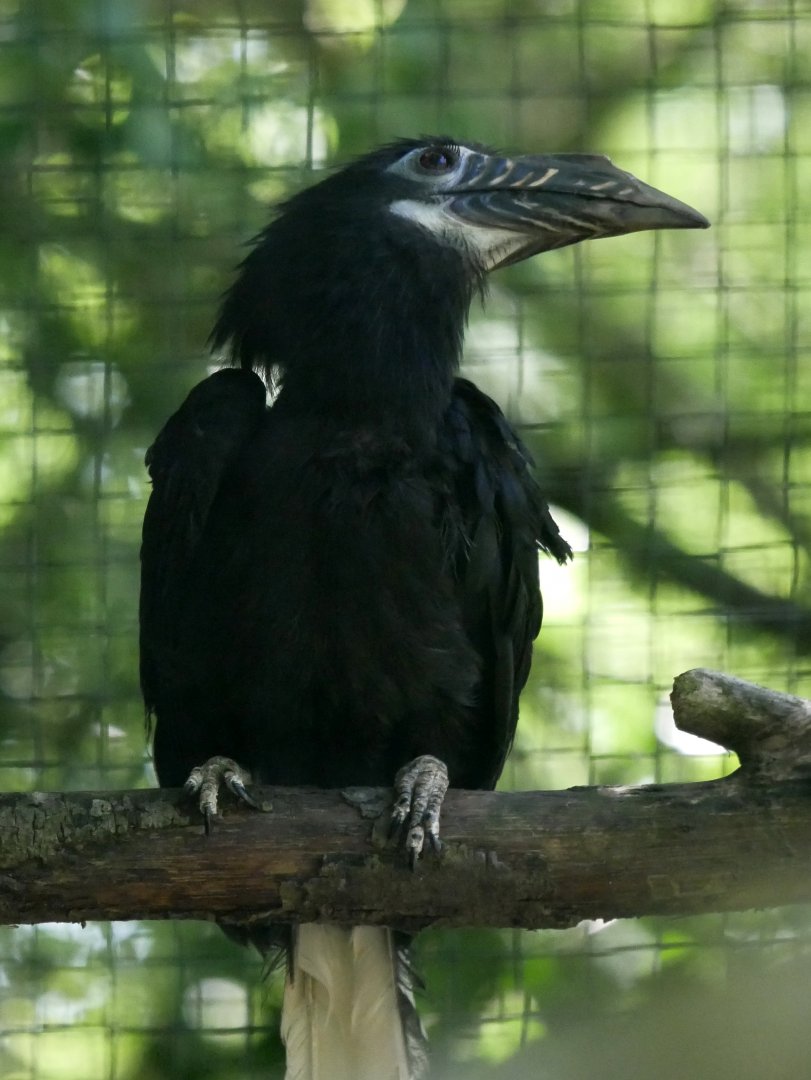 Visayan tarictic hornbill (Penelopides panini panini) - female