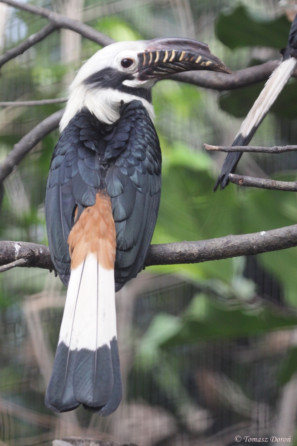 Visayan tarictic hornbill (Penelopides panini panini) male