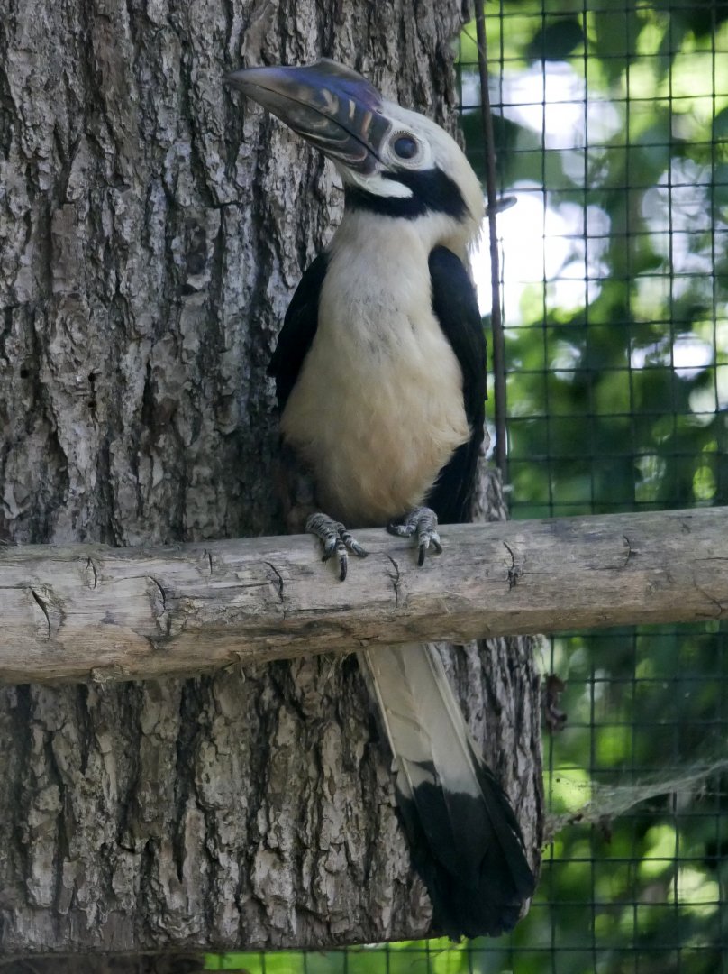 Visayan tarictic hornbill (Penelopides panini panini) - male