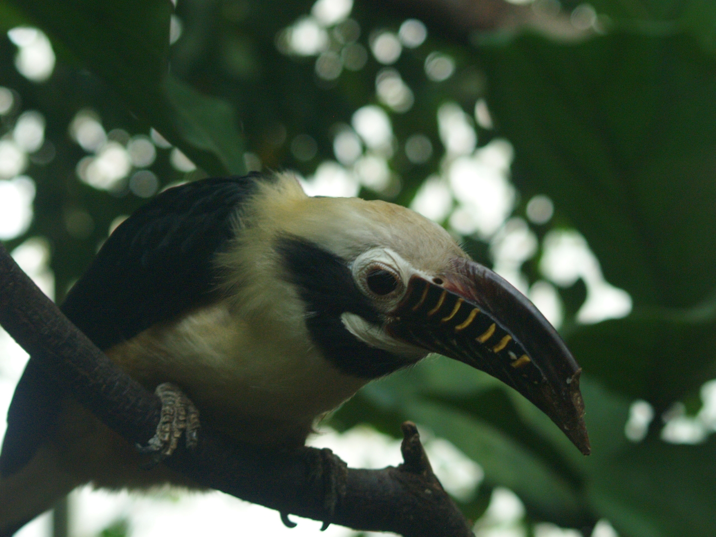 Visayan tarictic hornbill (Penelopides panini panini)