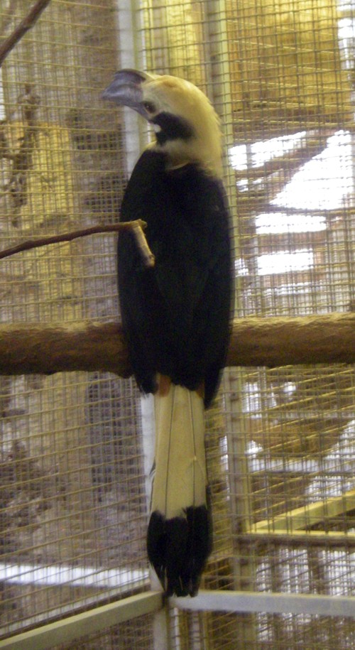 Visayan Tarictic Hornbill (Penelopides panini)