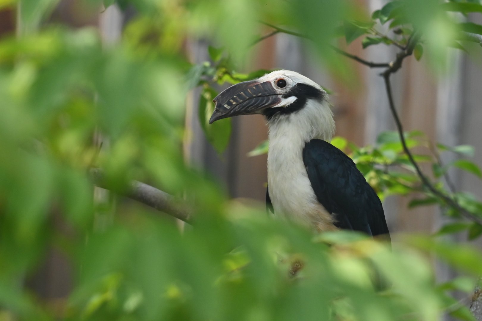 Visayan tarictic hornbill Penelopides panini