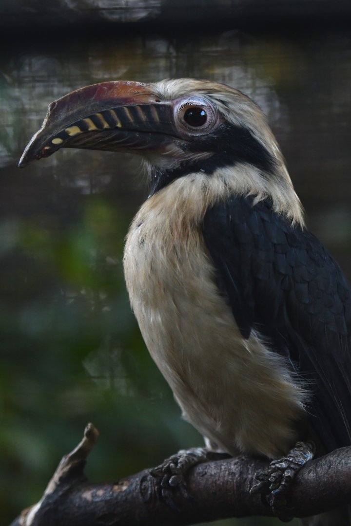 Visayan tarictic hornbill Penelopides panini