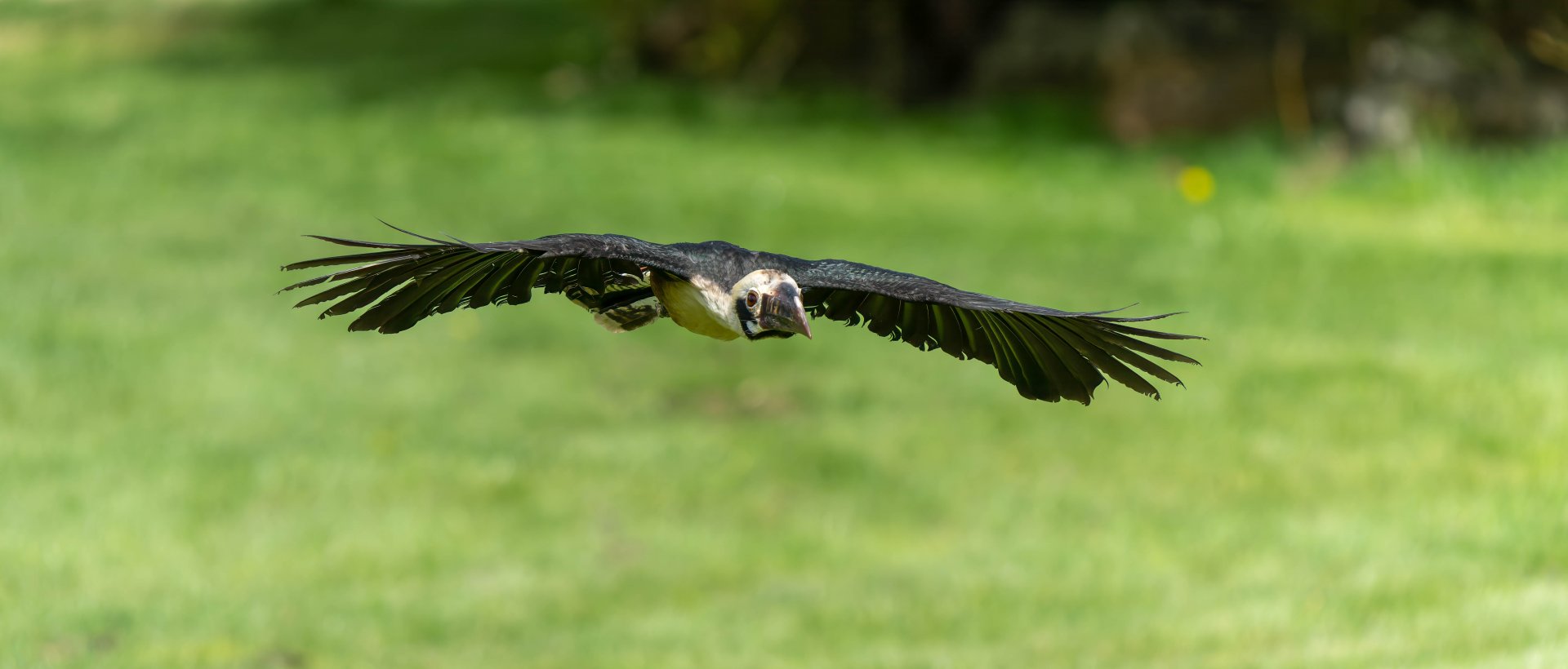 Visayan Tarictic hornbill, ZSL Whipsnade, UK
