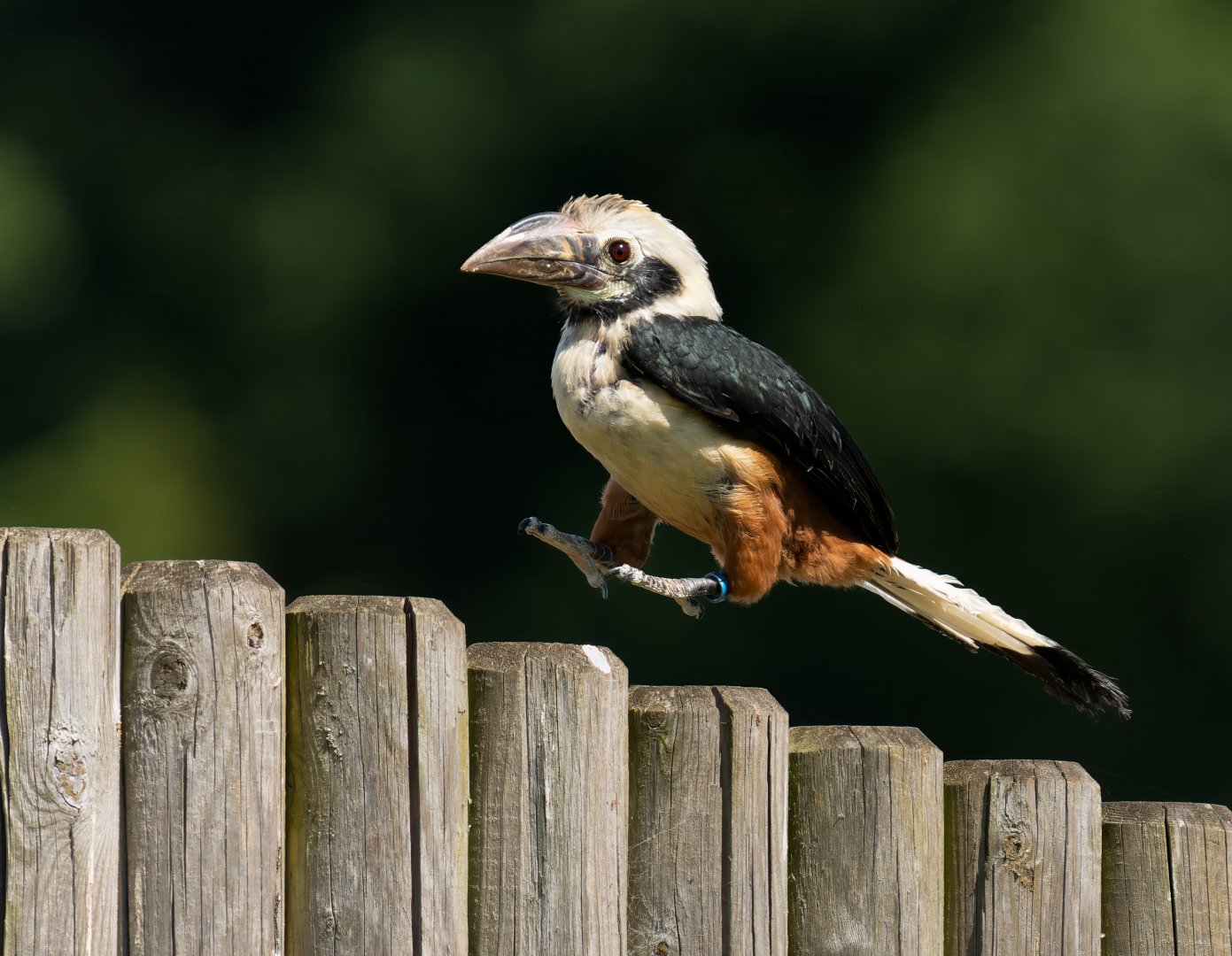 Visayan Tarictic hornbill, ZSL Whipsnade, UK
