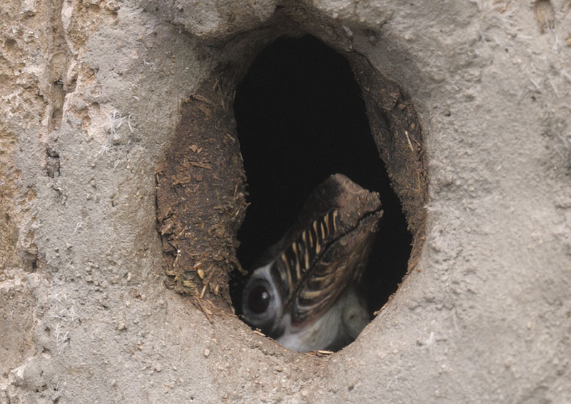 Visayan tarictic hornbill