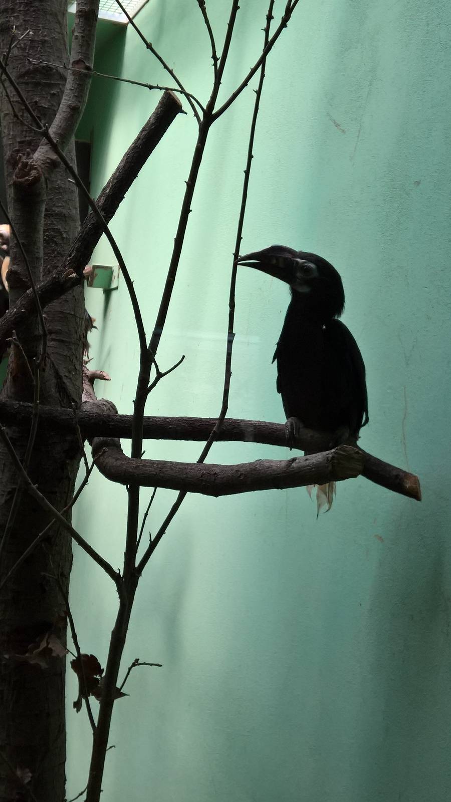 Visayan tarictic hornbill