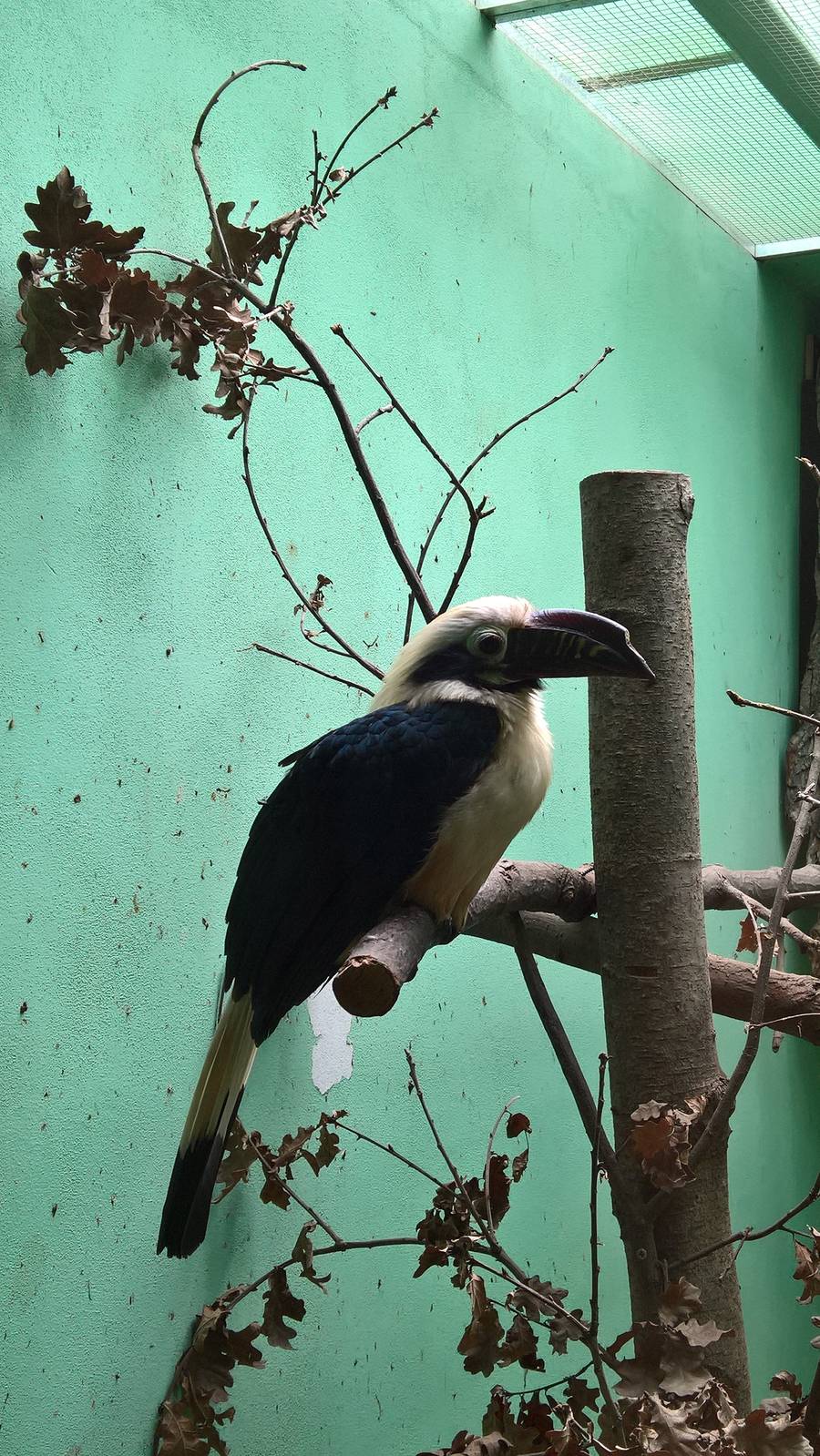 Visayan tarictic hornbill