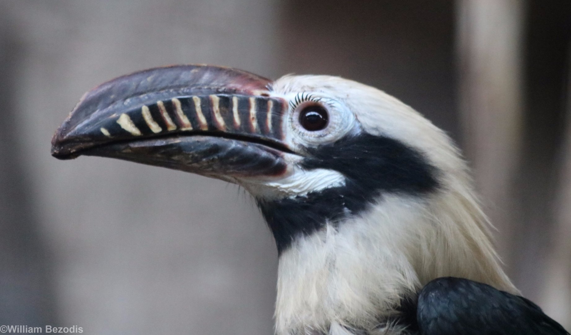 Visayan Tarictic Hornbill