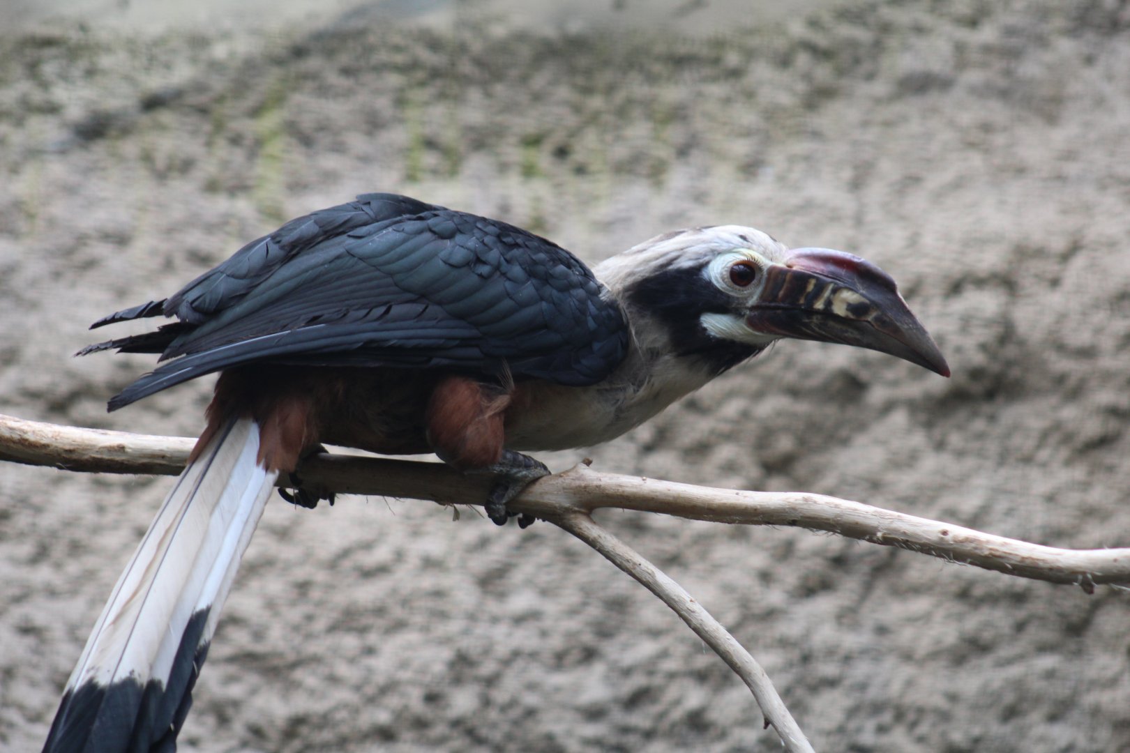Visayan Tarictic Hornbill
