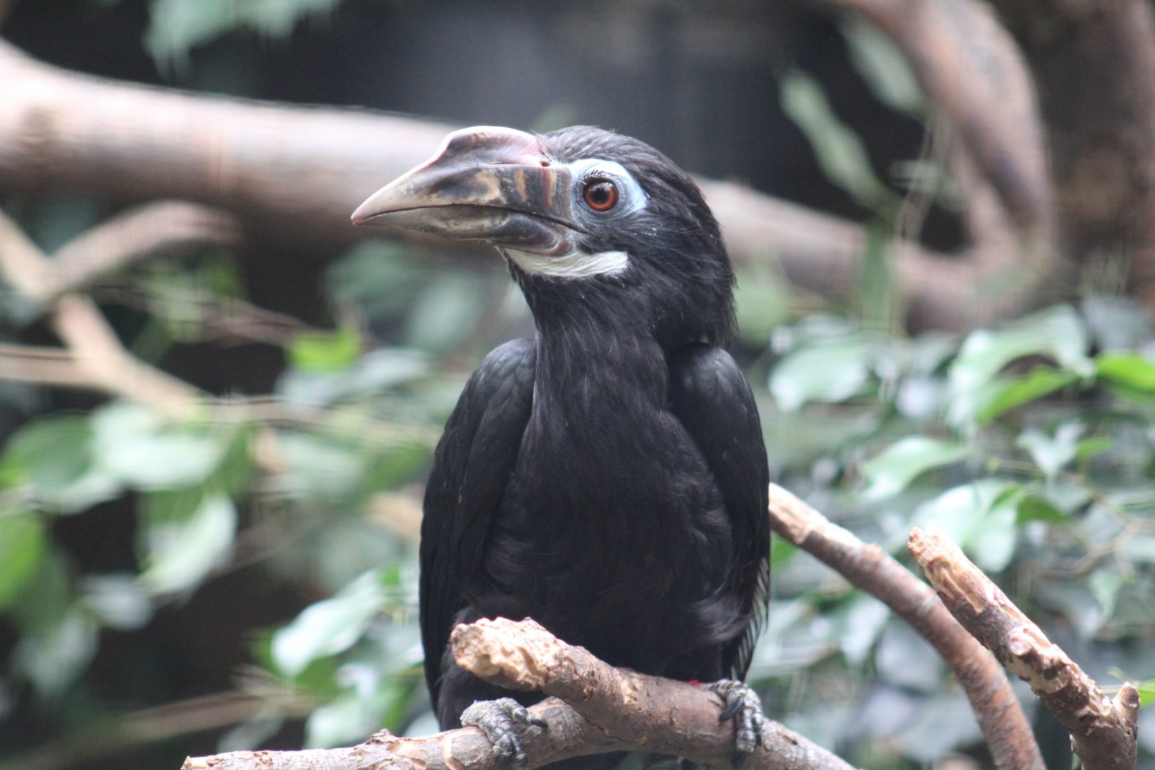 Visayan Tarictic Hornbill