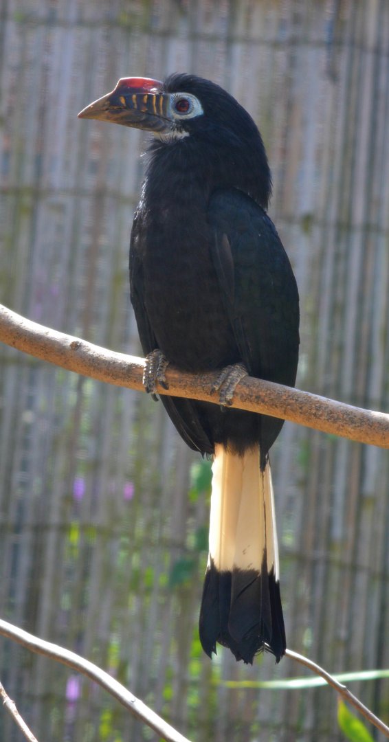 Visayan Tarictic hornbill