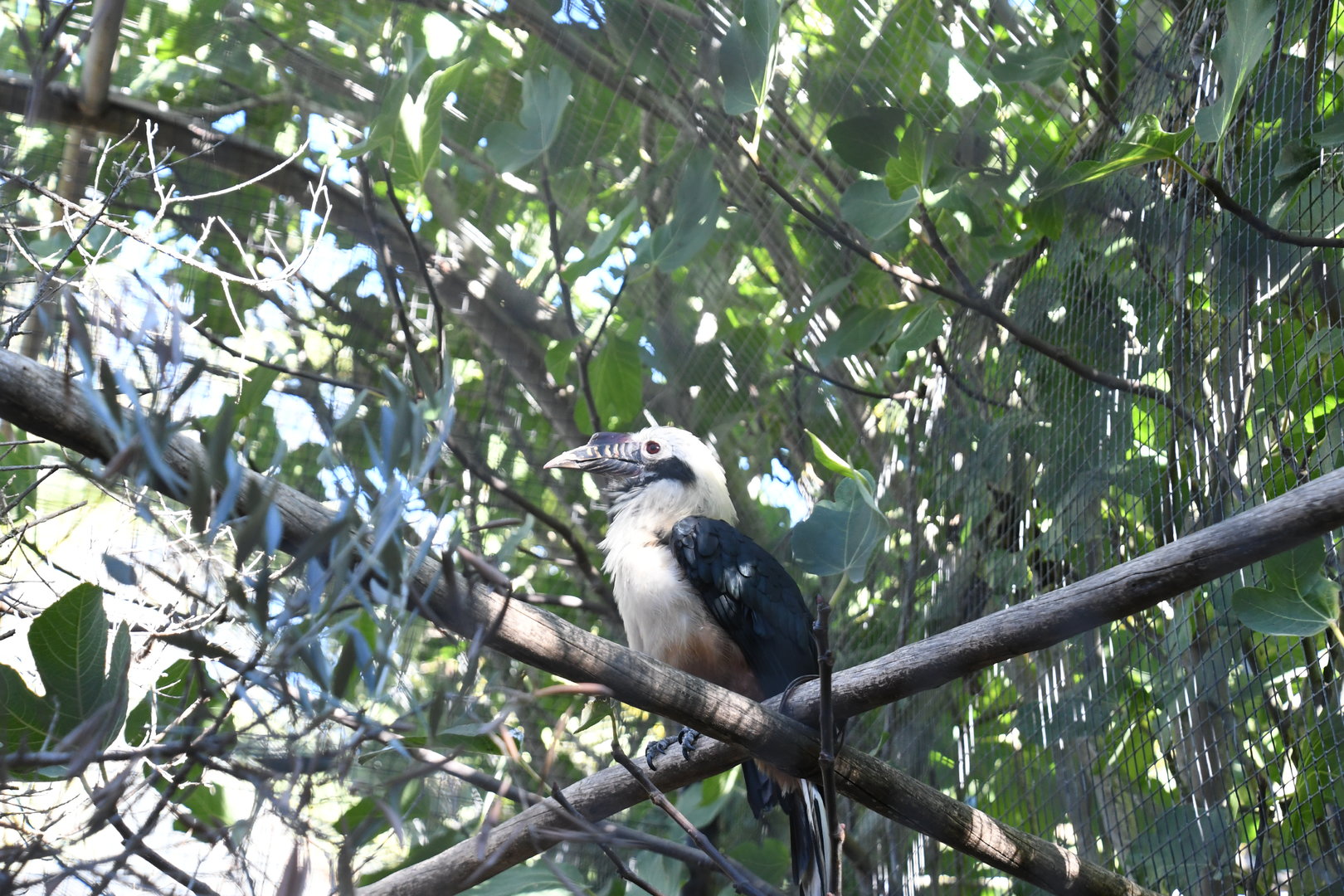 Visayan Tarictic Hornbill