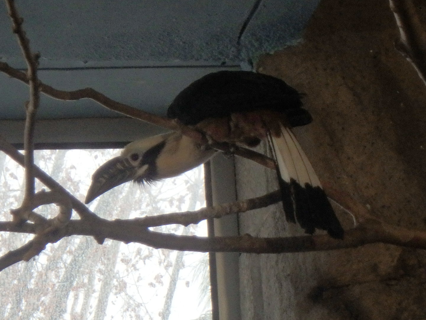 Visayan tarictic hornbill