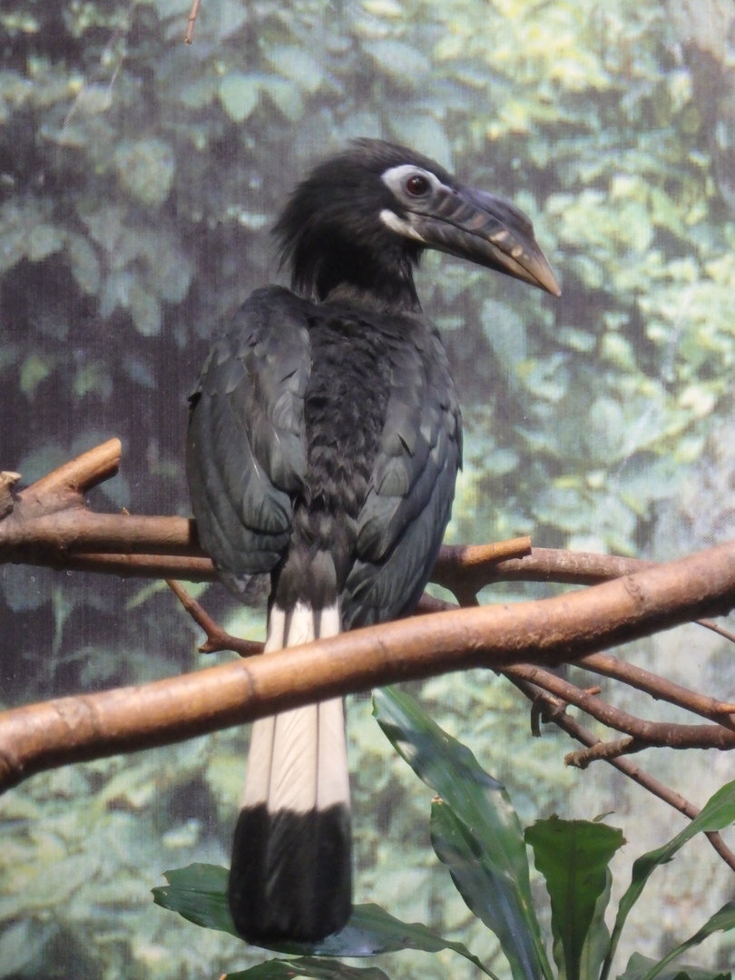 Visayan tarictic hornbill