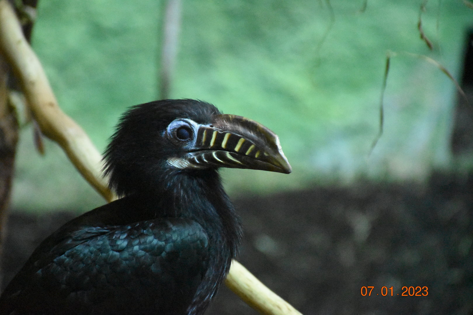 Visayan tarictic hornbill