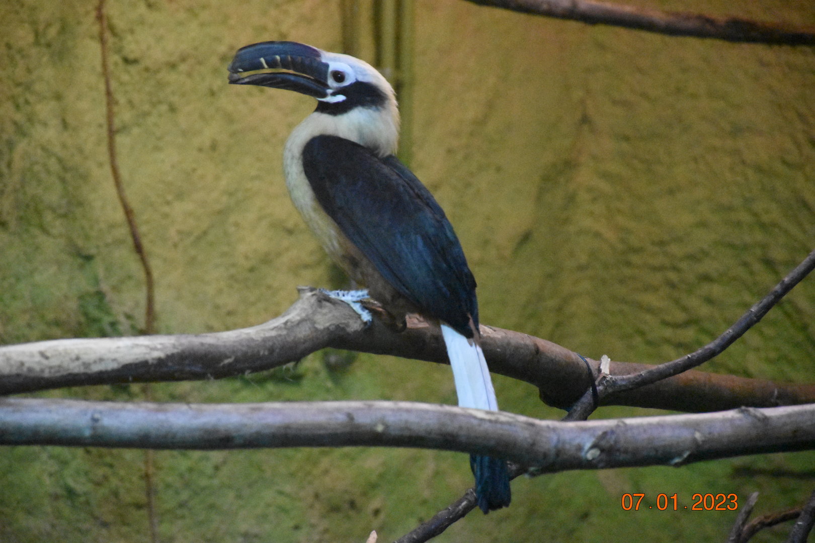 Visayan tarictic hornbill