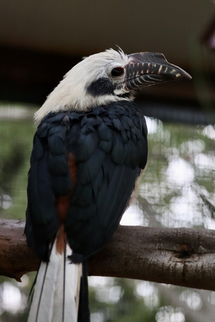 Visayan tarictic hornbill