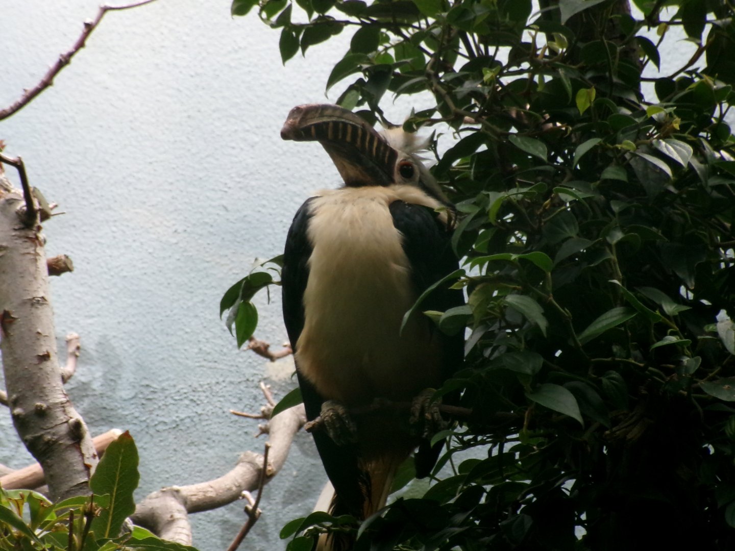 Visayan tarictic hornbill