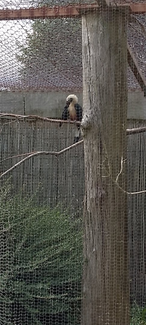 Visayan Tarictic Hornbill