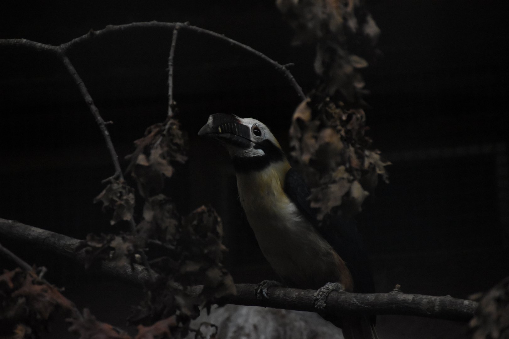 Visayan tarictic hornbill