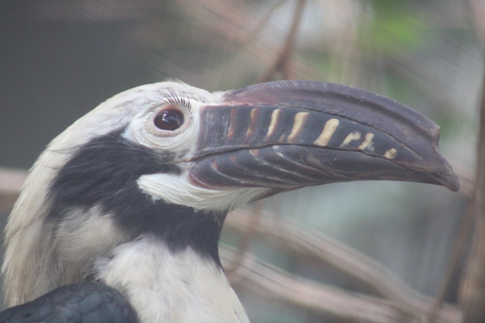 Visayan Tarictic Hornbill