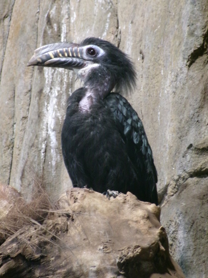 Visayan tarictic hornbill
