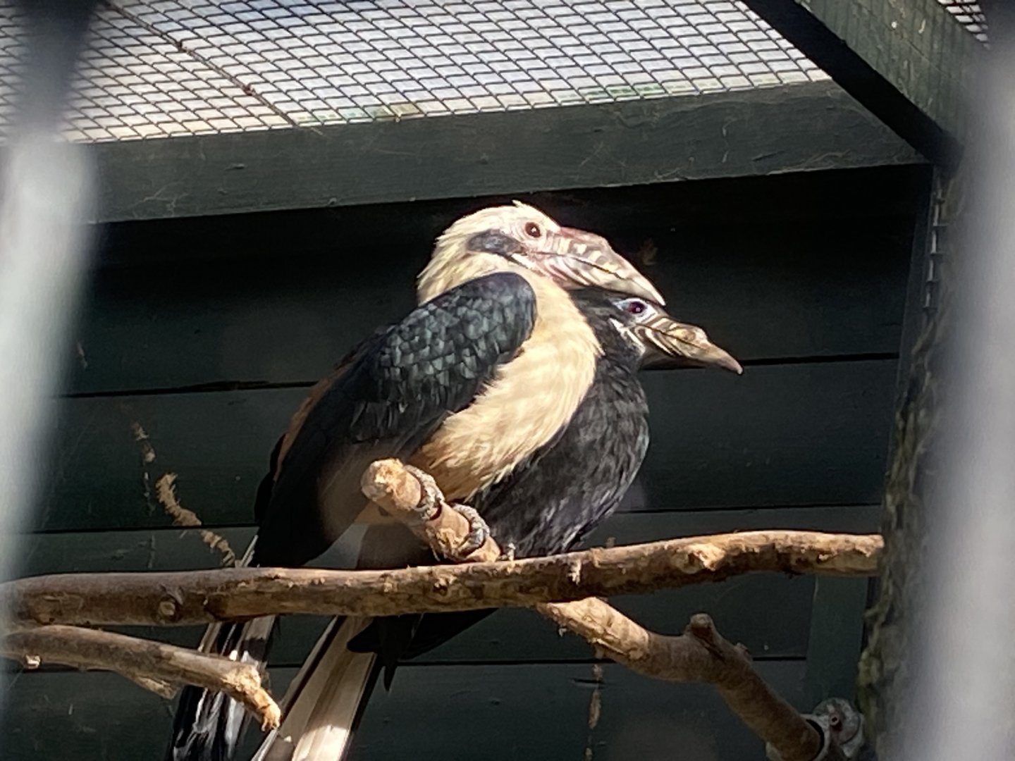 Visayan tarictic hornbills 081023