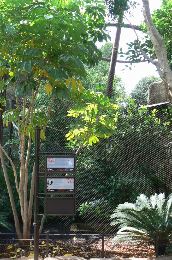 Visayan tarictic hornbills and Bali mynas aviary