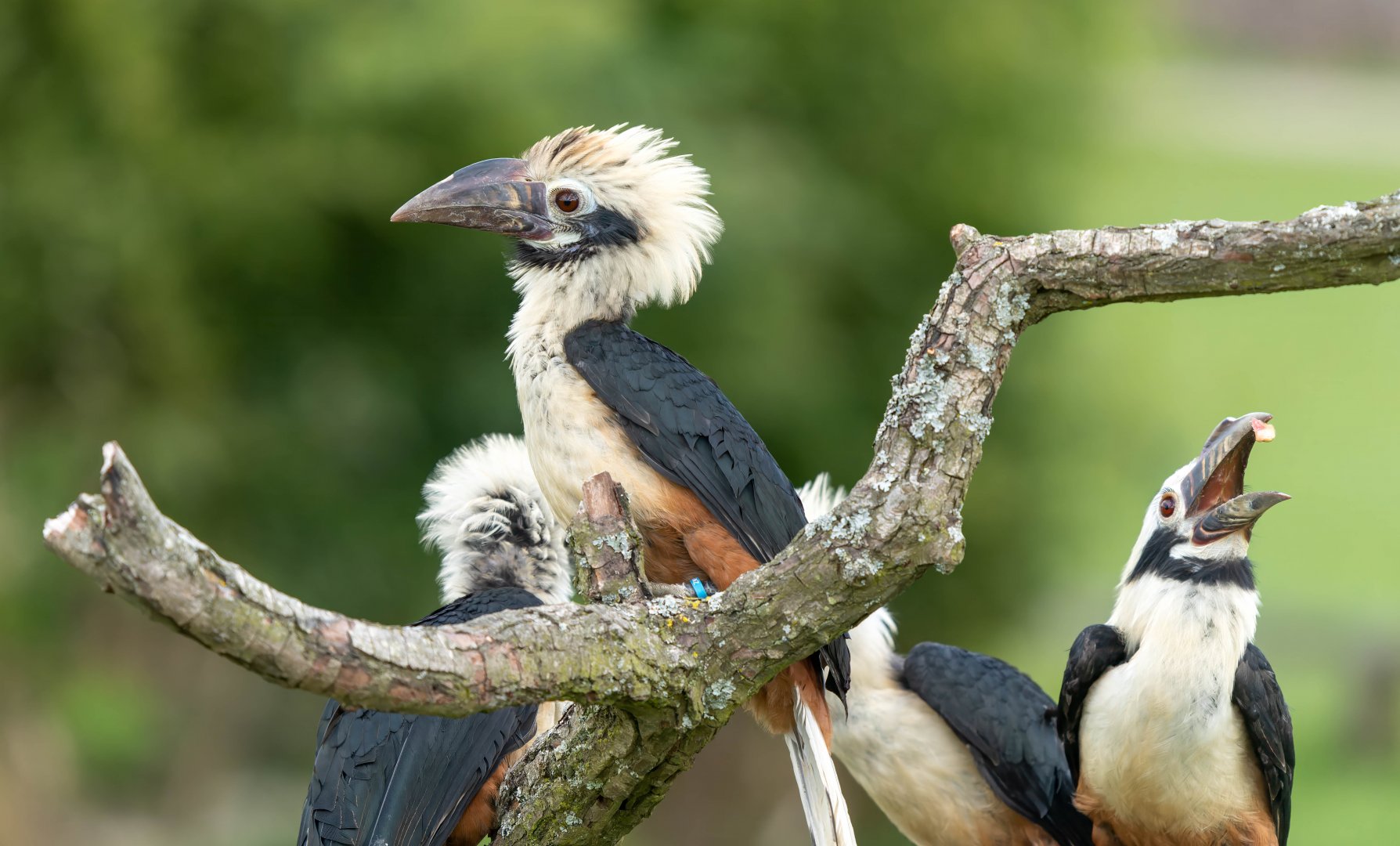 Visayan Tarictic hornbills, ZSL Whipsnade, UK