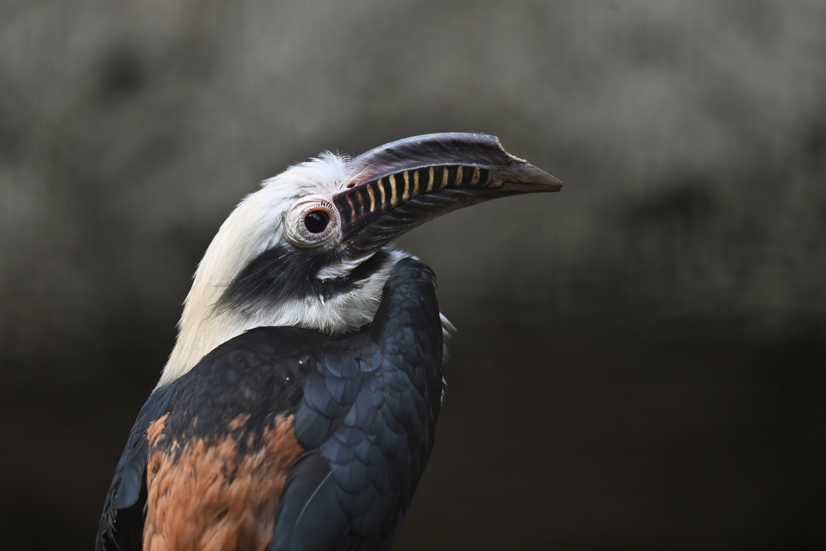 Visayan tarictic (Penelopides panini)