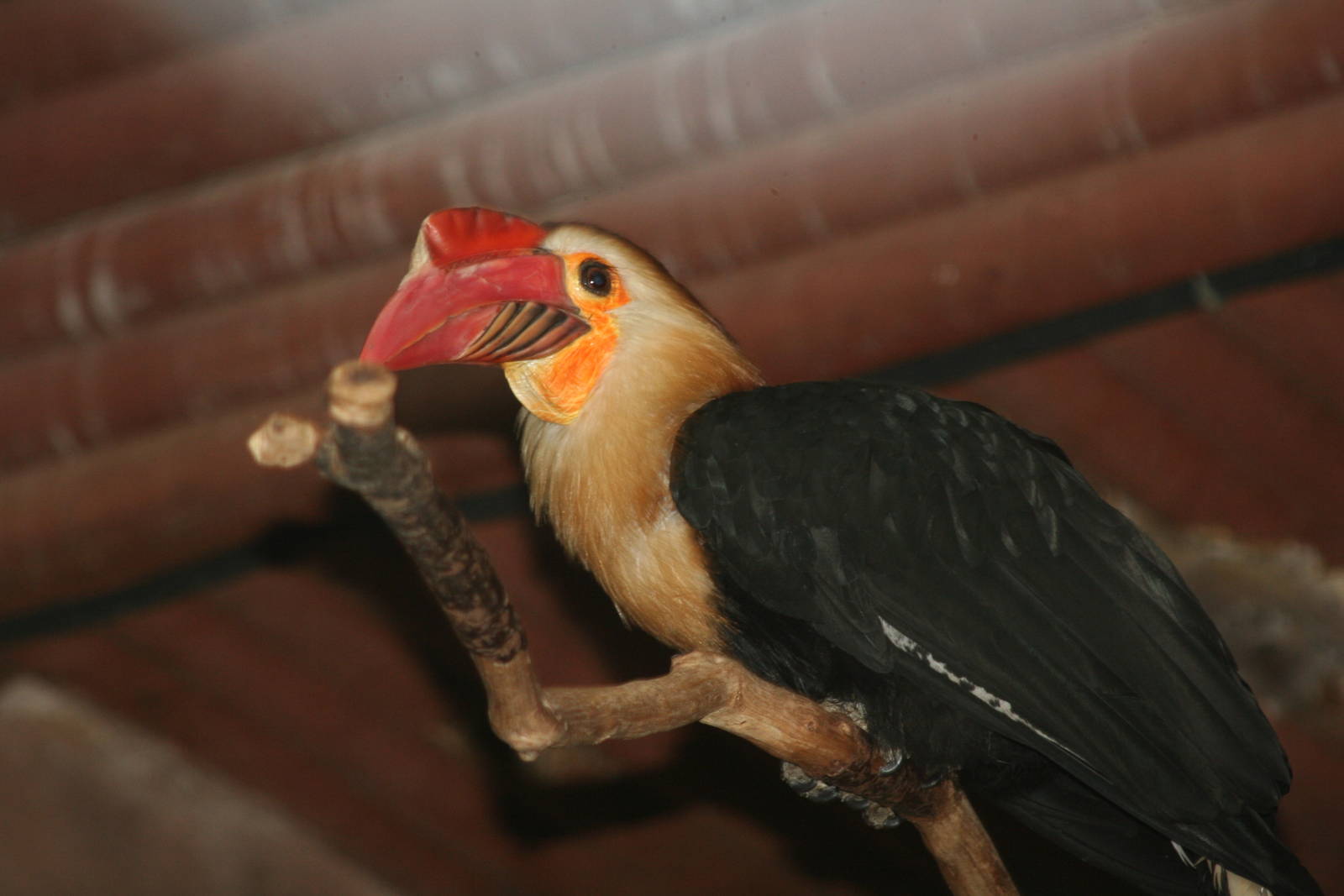 Visayan tartaric hornbill - Chester 07
