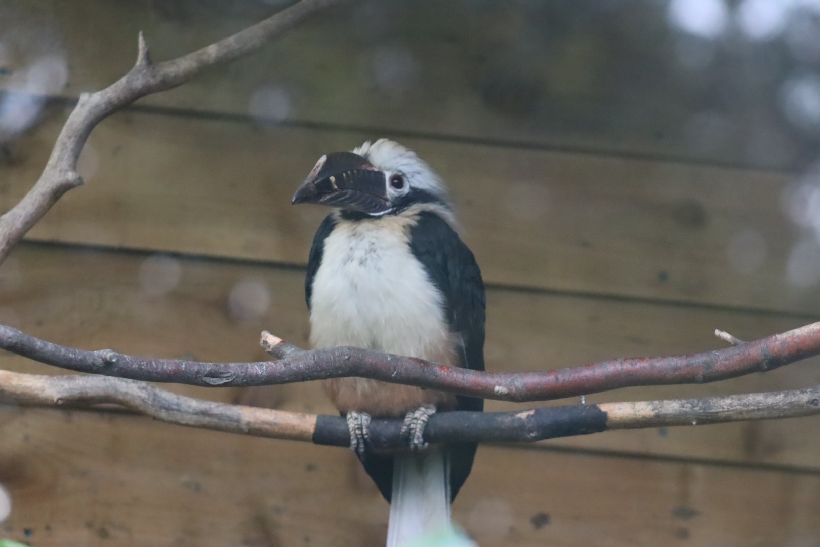Visayan Tartaric Hornbill, male