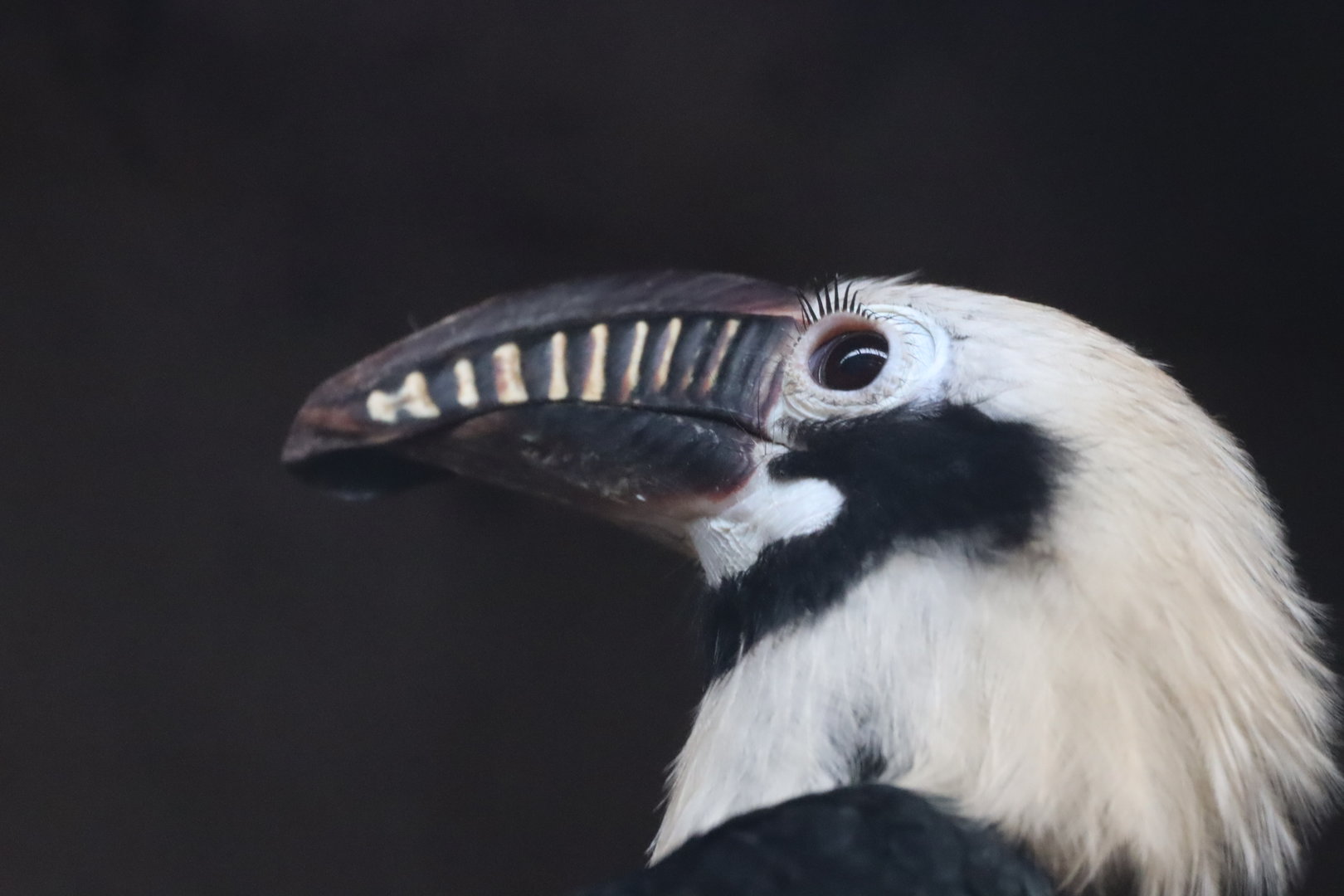 Visayan Tartaric Hornbill