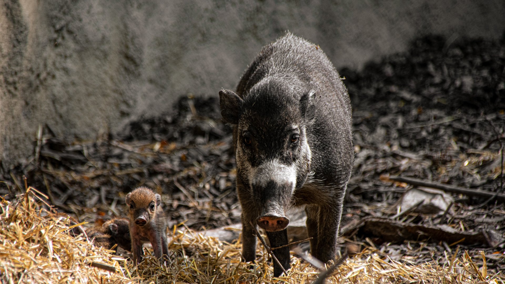 Visayan varty pig (Sus cebifrons)